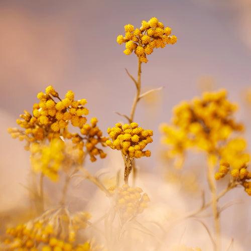 Emulsión Enriquecida Immortelle Preciosa 75 ml